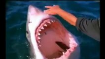 Un homme fait des caresses à un Grand Requin Blanc !