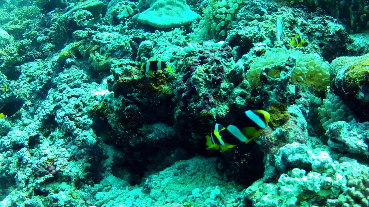 Poisson clown dans leur anémone. "fihalhohi 2013"