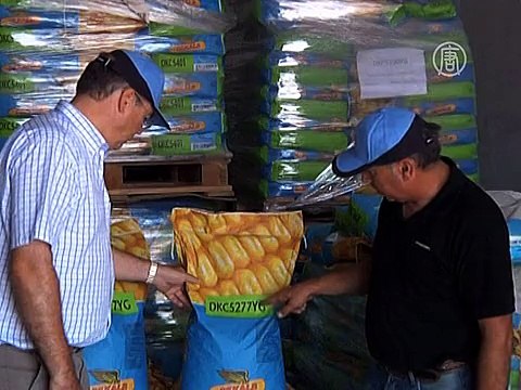 ЕС разрешил выбирать: выращивать ГМО или нет