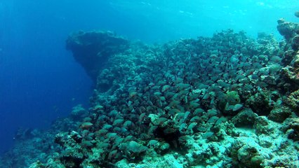 Gros banc de poissons. "fihalhohi 2013"