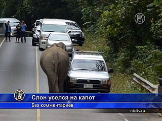 Дикий слон в Таиланде уселся на капот авто