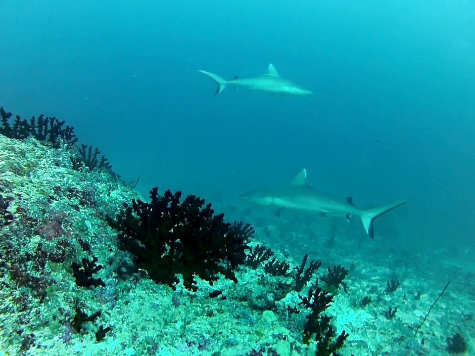 Requins gris de récif "fihalhohi 2013"