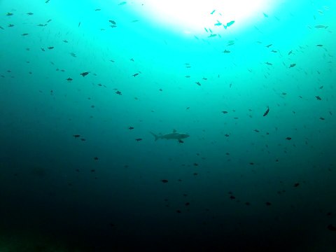 Requin gris de récif dans le bleu. fihalhohi 2013