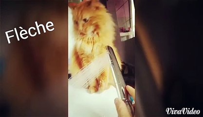 Chat Flèche découvre la douchette!