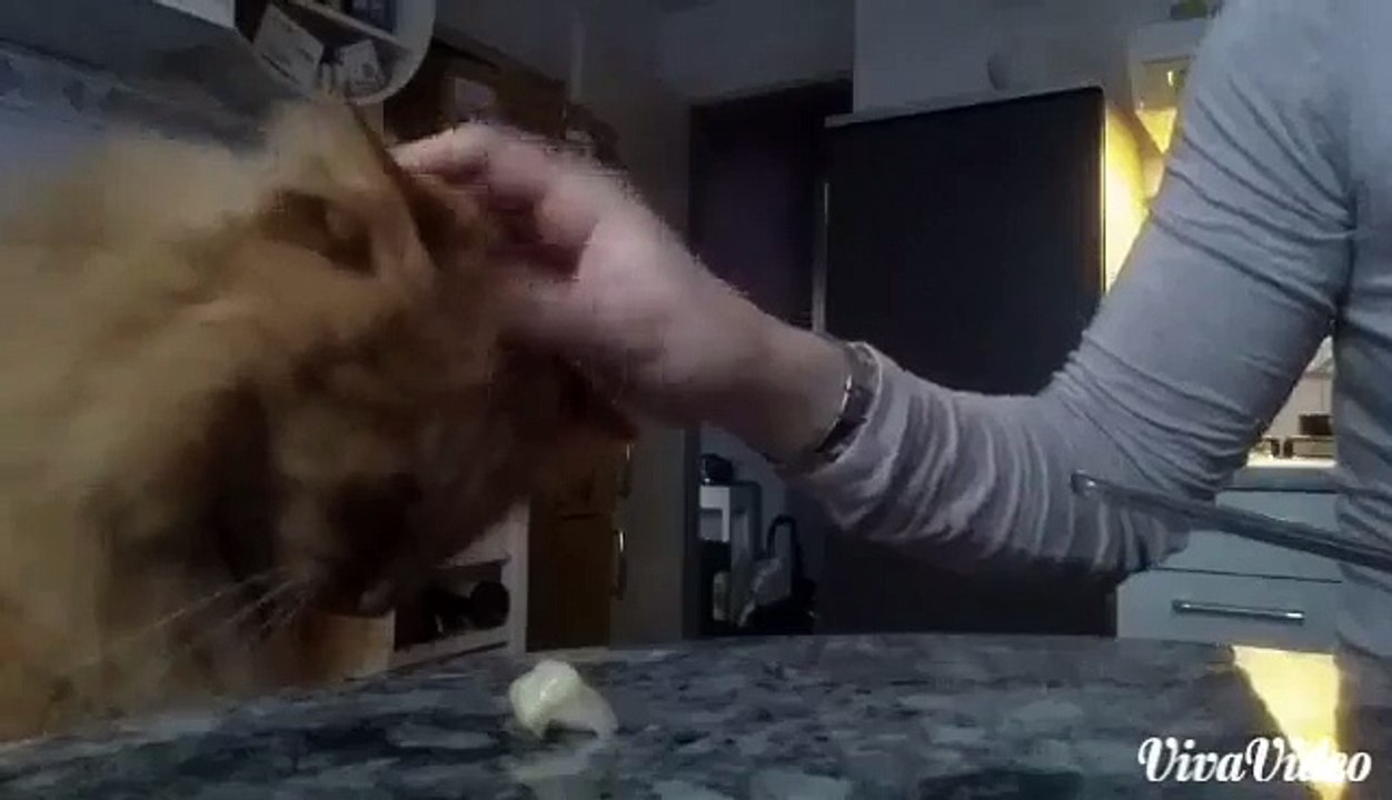 Chat Flèche demande caresse...