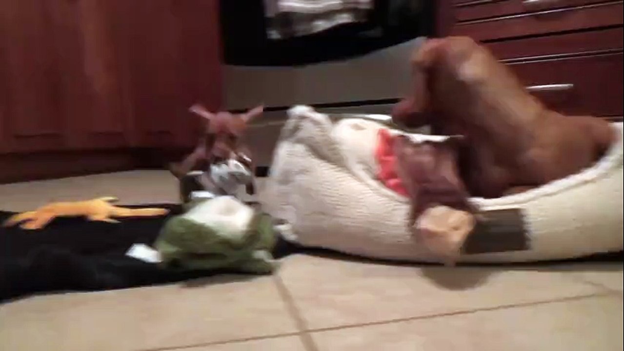 Pair of Mini Dachshunds play together
