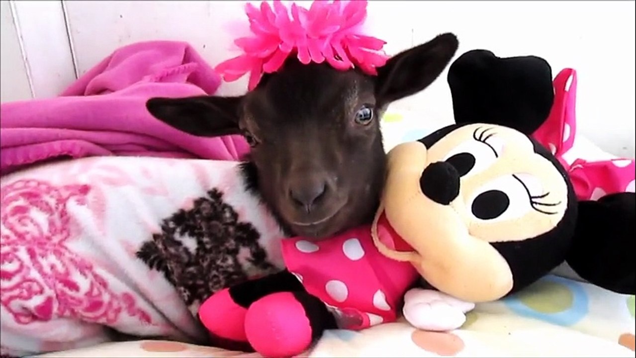 Baby goat relaxes in pajamas