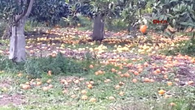 Ortaca, Köyceğiz ve Dalamanlı Çiftçinin Borçları Ertelensin Çağrısı