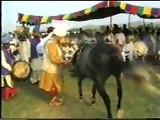 Sultan ul Faqr Hazrat Sakhi Sultan Muhammad Asghar Ali Sahib (R.A) (M H Sultania Awan Horse Club of Hazrat Sakhi Sultan Bahoo R.A) (2)