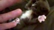 Omg This kitten being tickled is super cute
