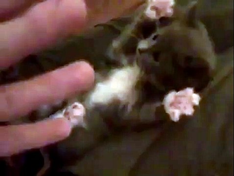 Omg This kitten being tickled is super cute