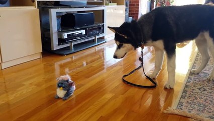 Un Husky effrayé par un jouet Furby