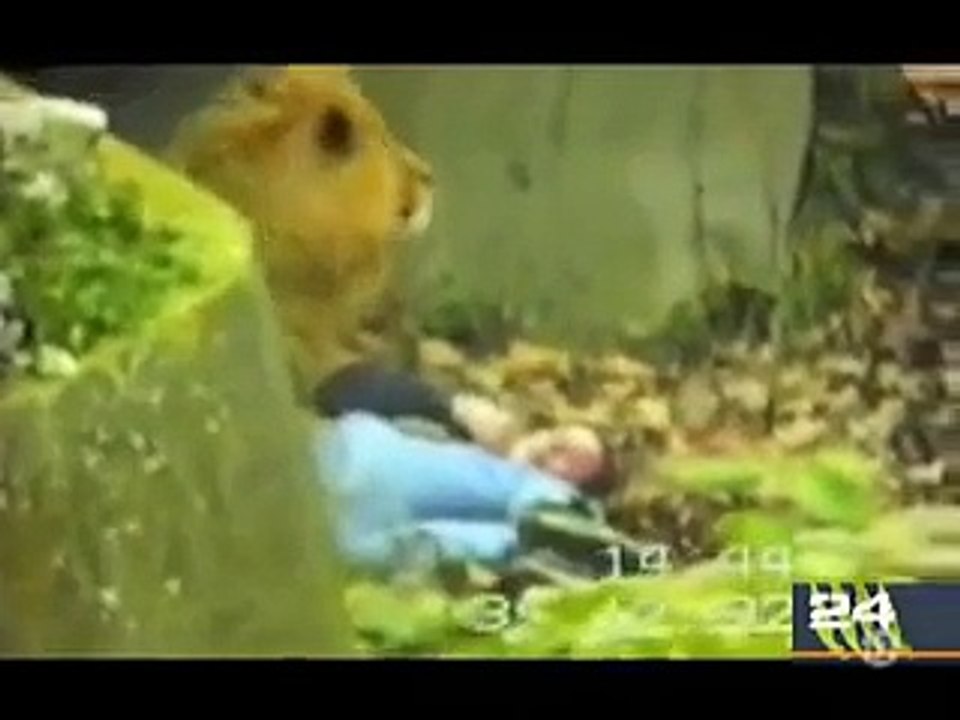 When animals attack ,See What Happens