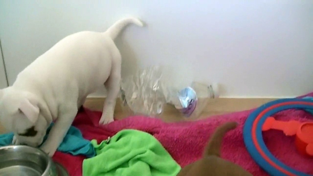 72ème vidéo Maman éleveuse et ses staffi de la 18ème portée de Staffordland