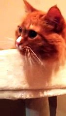 Un chat allergique... au bruit du scotch!