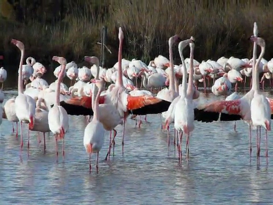 Parade nuptiale des Flamants Roses