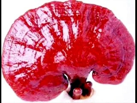 Produse cu ganoderma - magazin si afacere