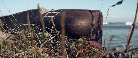 Marine Species | Yellow Summer