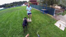 working with dogs