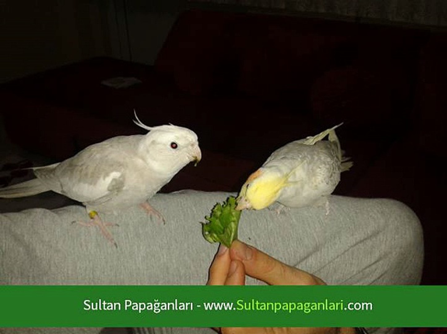 papaganlar evde kac yil yasar dailymotion video