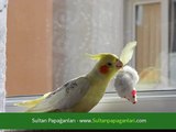 Sultan Papağanı Eğitimi Nasıl Yapılır