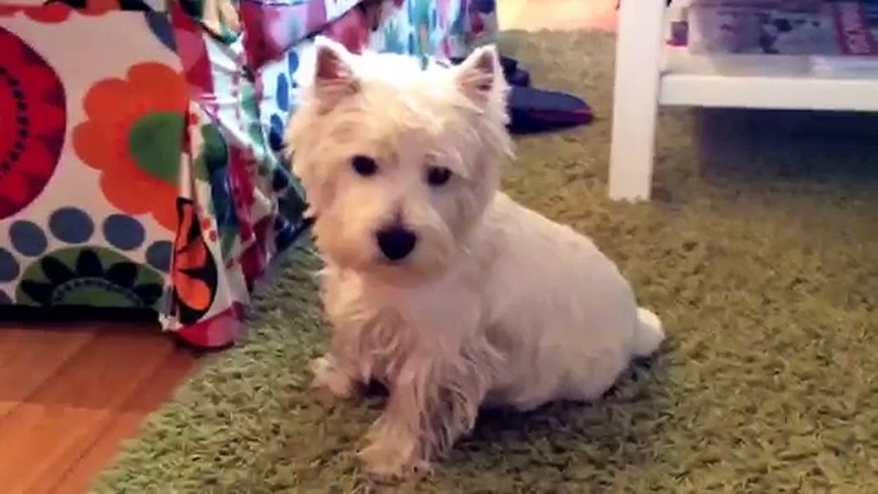 Cute westie playing