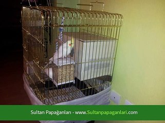 Sultan Papağanlarında Cinsiyet Ayrımı