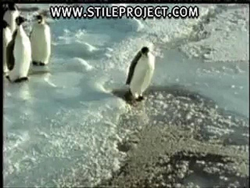 1-Stupid-Penguin