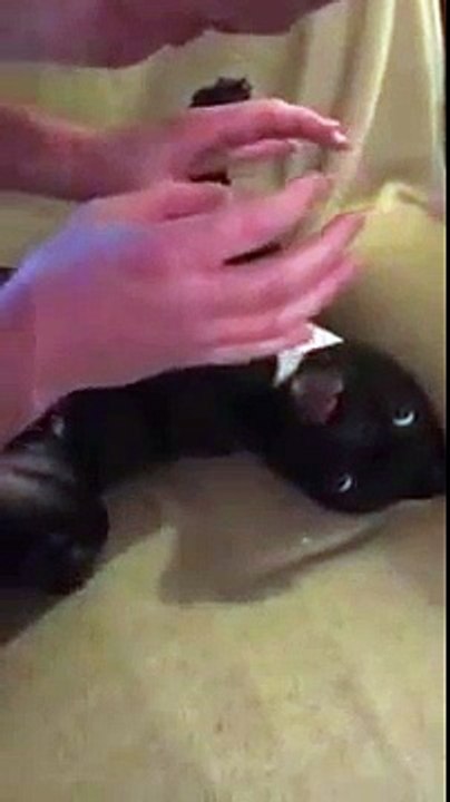 Você nunca vai ser tão feliz como esse bulldog francês