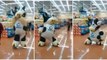 Dancing Cow Mascot Has Awesome Moves In Mexican Grocery Store