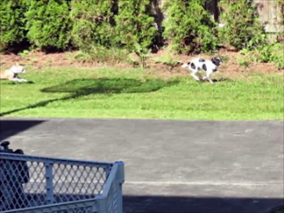 Little Chihuahuahs in a big yard!