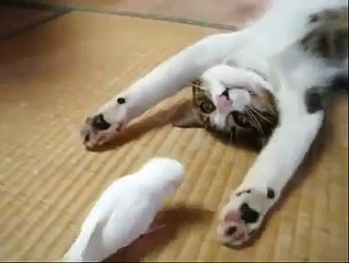 Cat Play with Parrot - MaxMasti.Net