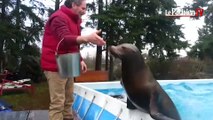 Les otaries investissent le parc Georges Brassens de Massy