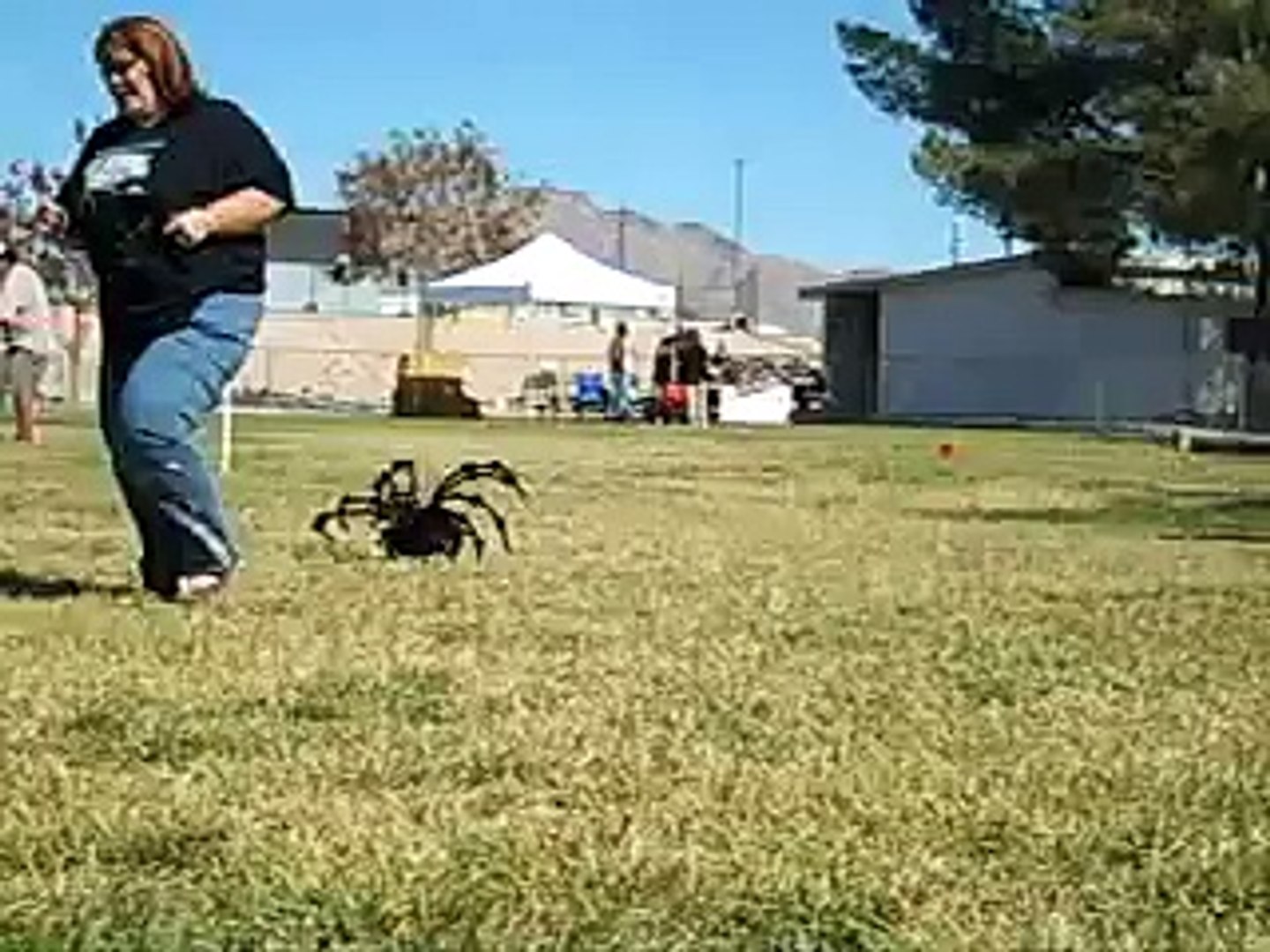 Largest Spider In The World Record