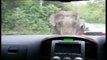 Dunya News-Elephant Goes On a Rampage In Thai National Park