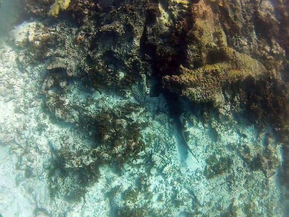 Petite-terre plonger, requin nourrice 2