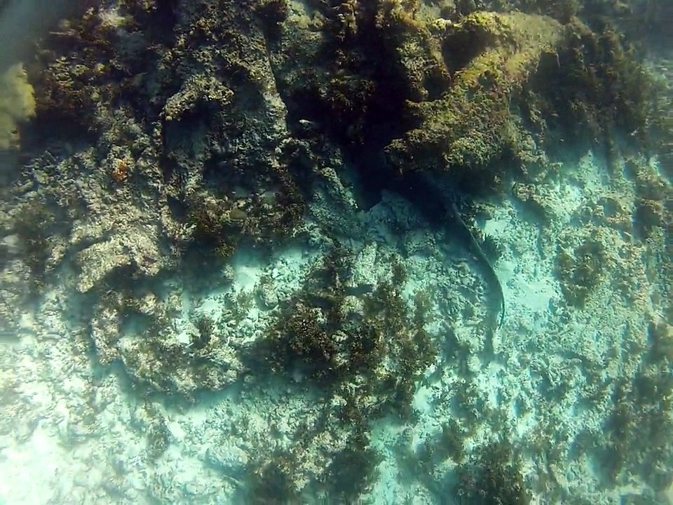 Petite-terre plonger, requin nourrice 3