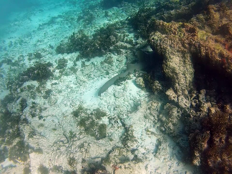 Petite-terre plonger ,requin nourrice