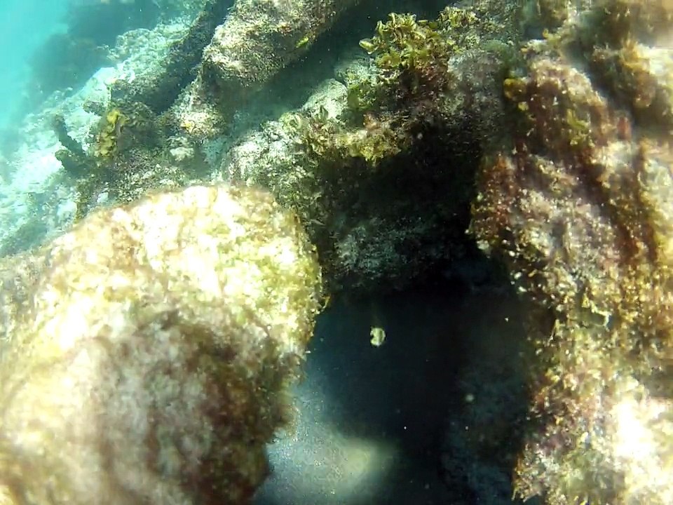 Petite-terre plonger, requin nourrice 4