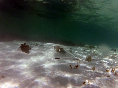 Petite-terre plonger raie pastenague dans le sable