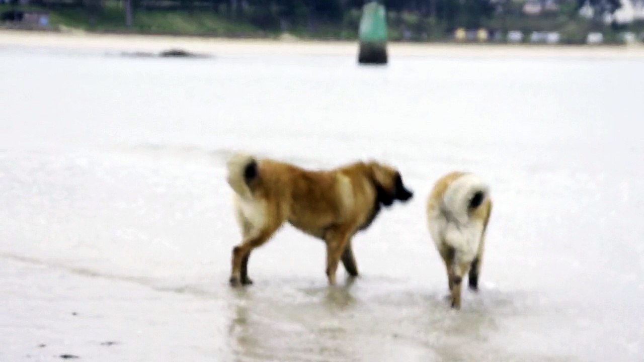 Première ballade en bord de mer pour Judoc et Jivago