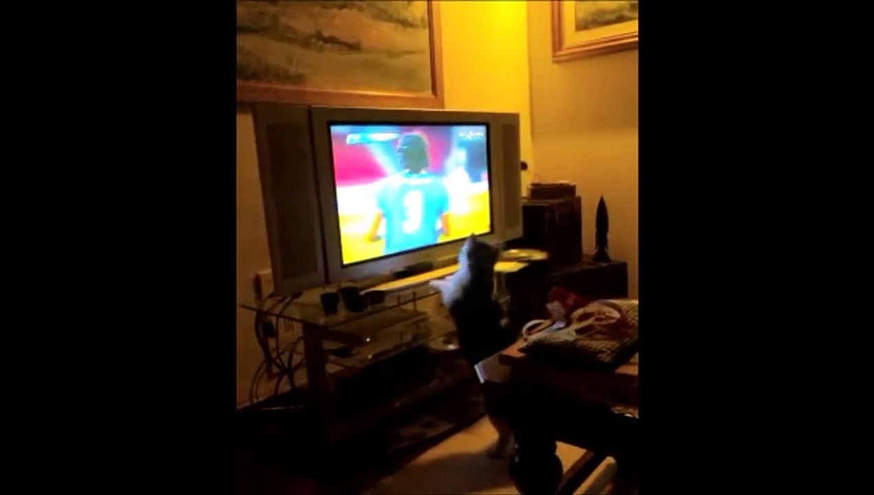 GATTO MICIO PATATO VUOLE GIOCARE A CALCIO