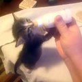 Bed time routine of so cute Cat baby !!