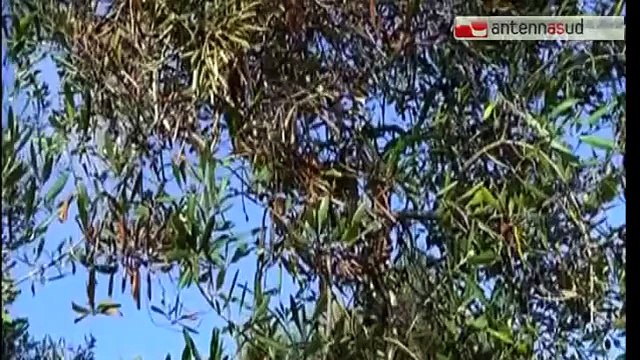 TG 13.01.14 Xylella, tra una settimana l'Ue deciderà la sorte degli ulivi infetti