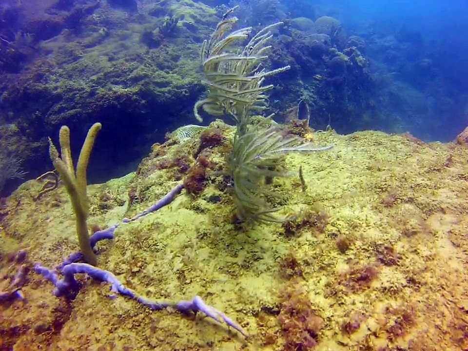 Tobago 2014