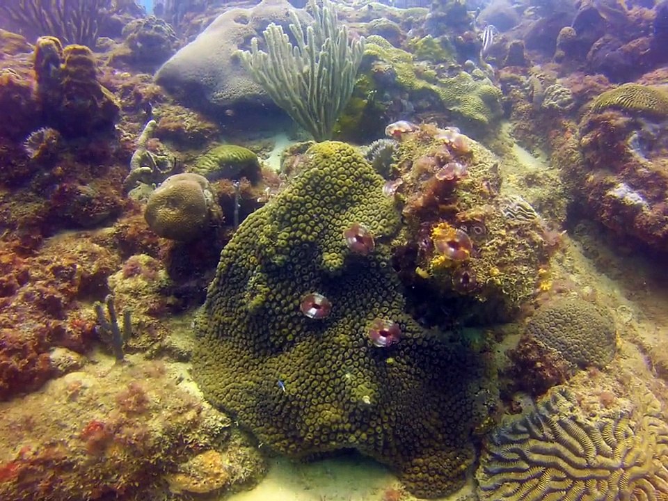 Tobago 2014