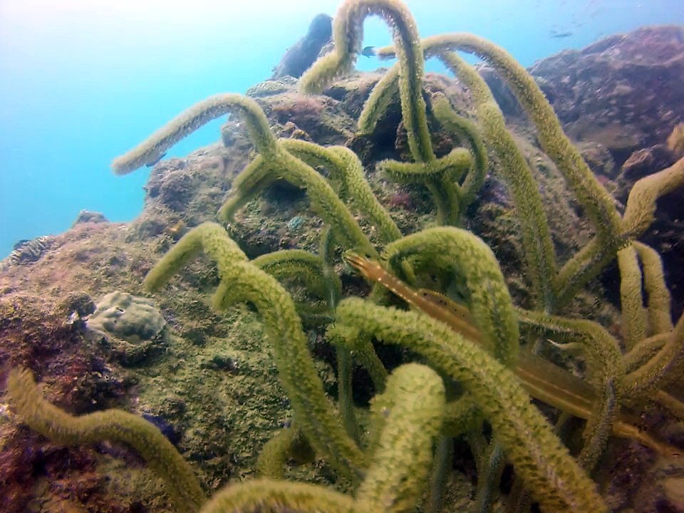 Tobago 2014, poisson trompette