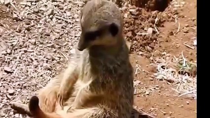 Vaca Inteligente Usa Cornos Para Beber Agua Da Fonte