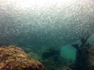 Tobago 2014, anchois
