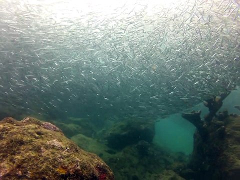 Tobago 2014, anchois